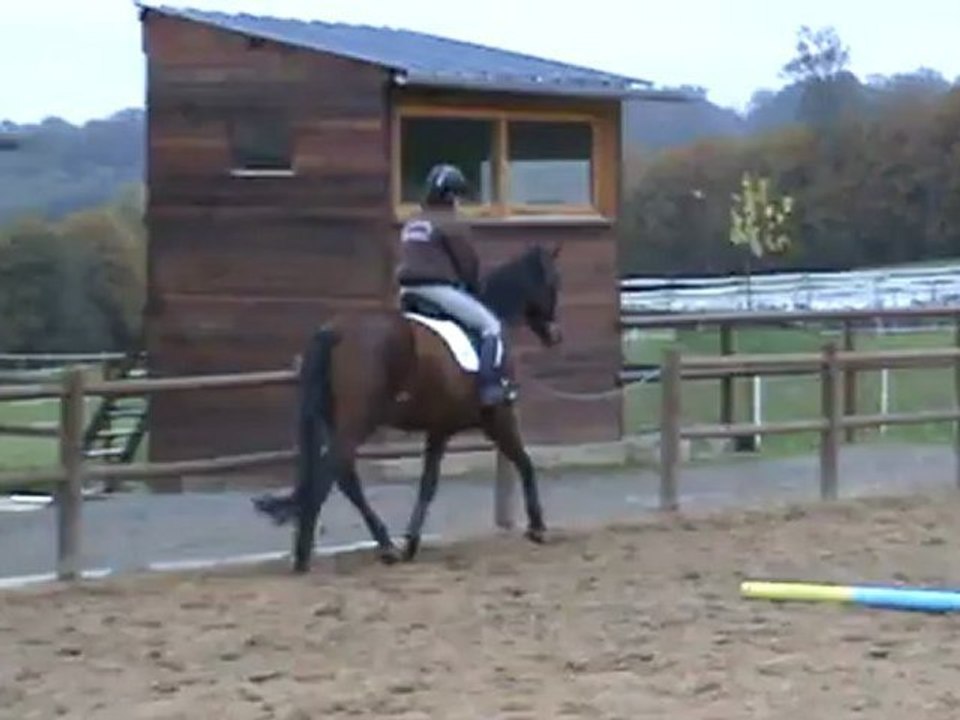 opaline detente trot