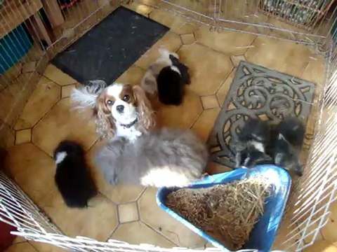 24_07 930 les bébés lapins bélier angora et mon cavalier king charles