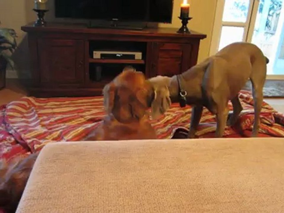 Dog Boarding: Cage-Free In-Home Dog Care, Rocklin