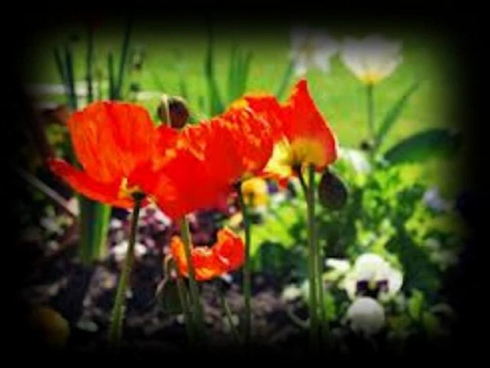 Laurent Voulzy - Le Pouvoir Des Fleurs Par Fernand