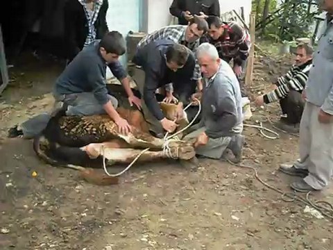 25.Ekim 2012. Yeni köy kurban bayrami 014