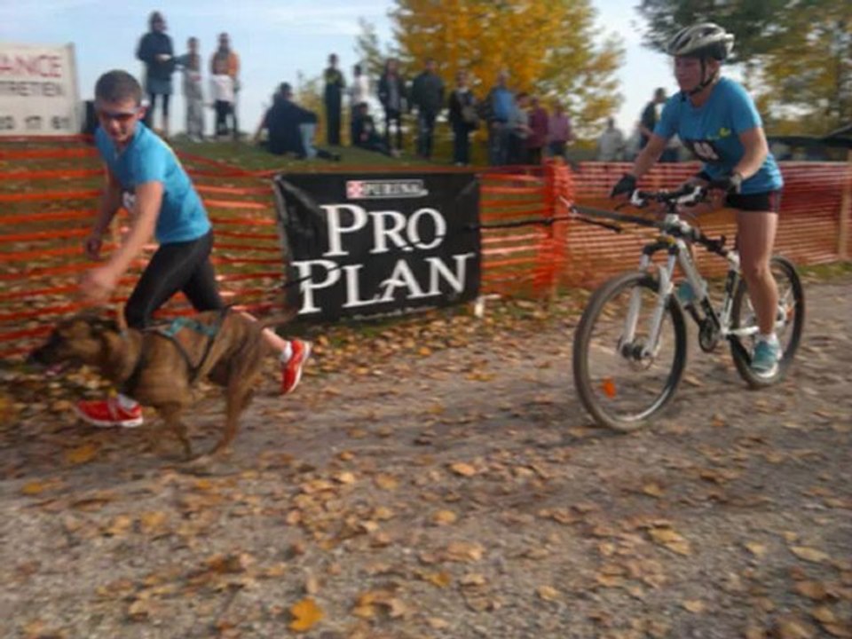 chiens de traîneaux Bischheim 2012