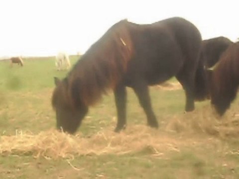 Les trois pouliches des poneys de Sophie 77 Poney-club.