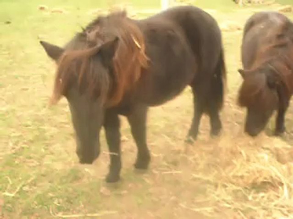 Les pouliches des Poneys de Sophie, poney-club. SDC11612