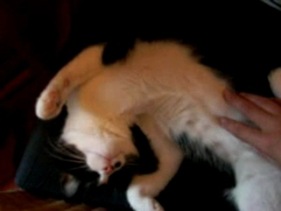 Sleeping cat