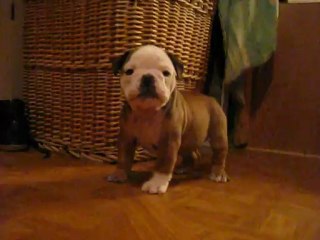 hortense du square du p'tit quinquin