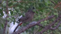 Eid Mubarak! Birds and Animals Beautiful Nature of GOD