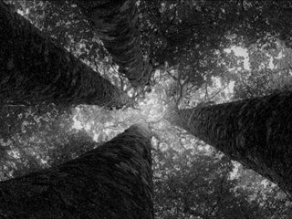 Lanny May - Four Trees (Original Mix)