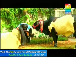 Phir Hua Youn By HumTv - 29th October 2012