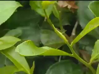 vidéo présentation produits herbalife