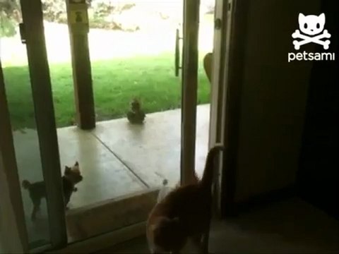 Кот открывает дверь