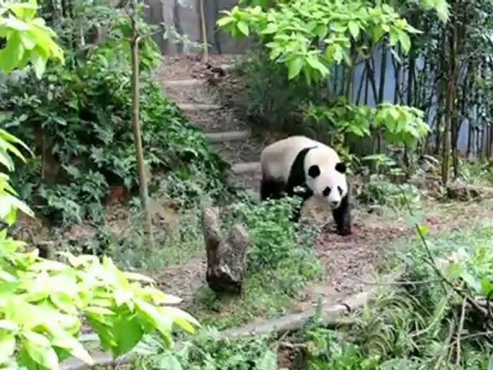 Casal panda de casa nova