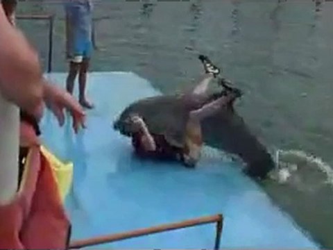 Dolphin mating Human - video Dailymotion