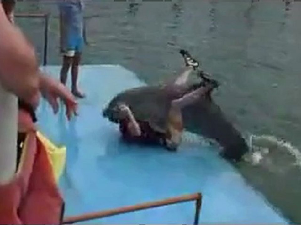 Dolphins Having Seggs With Humans Dolphin mating Human - video Dailymotion