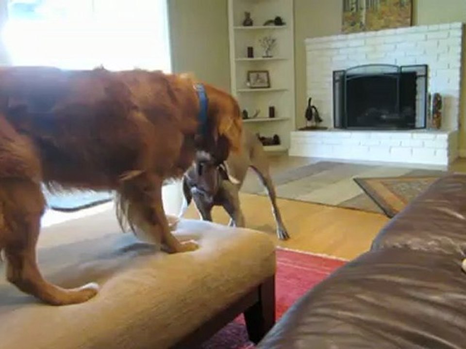 Cage-Free Dog Boarding, Sacramento Ca