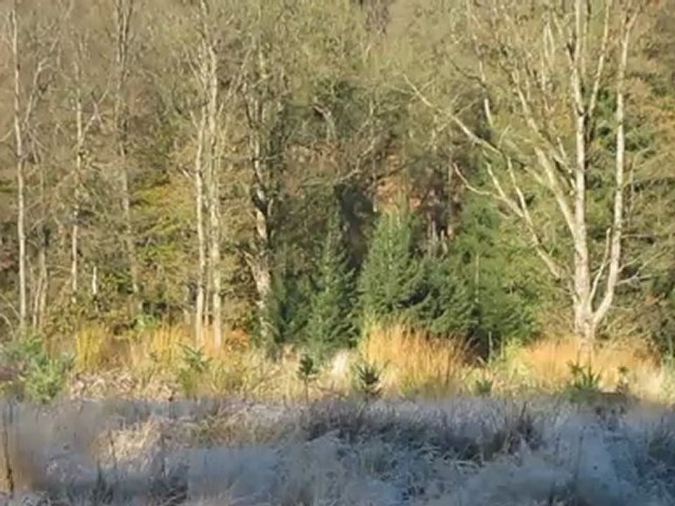 oiseaux 041