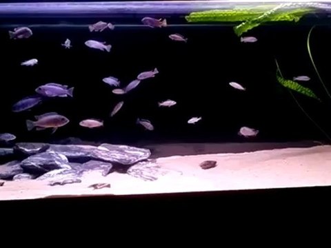 Mbuna Tank.