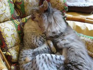 Chouchou toilette Pupuce