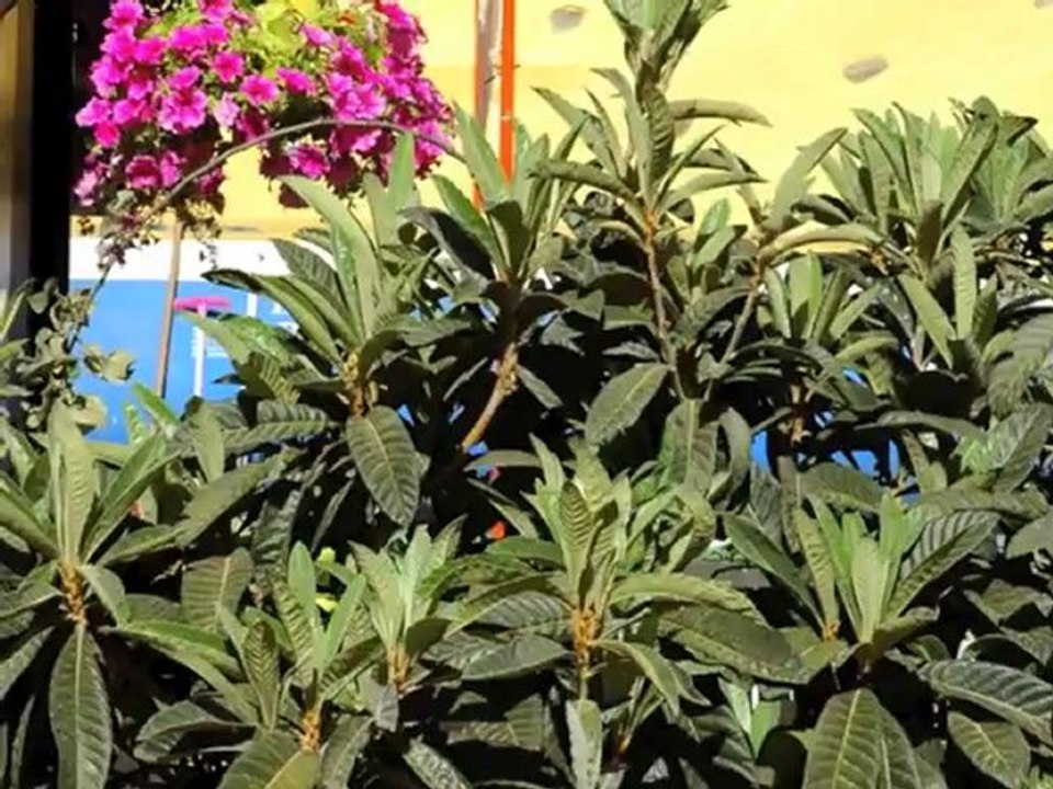 Jardín