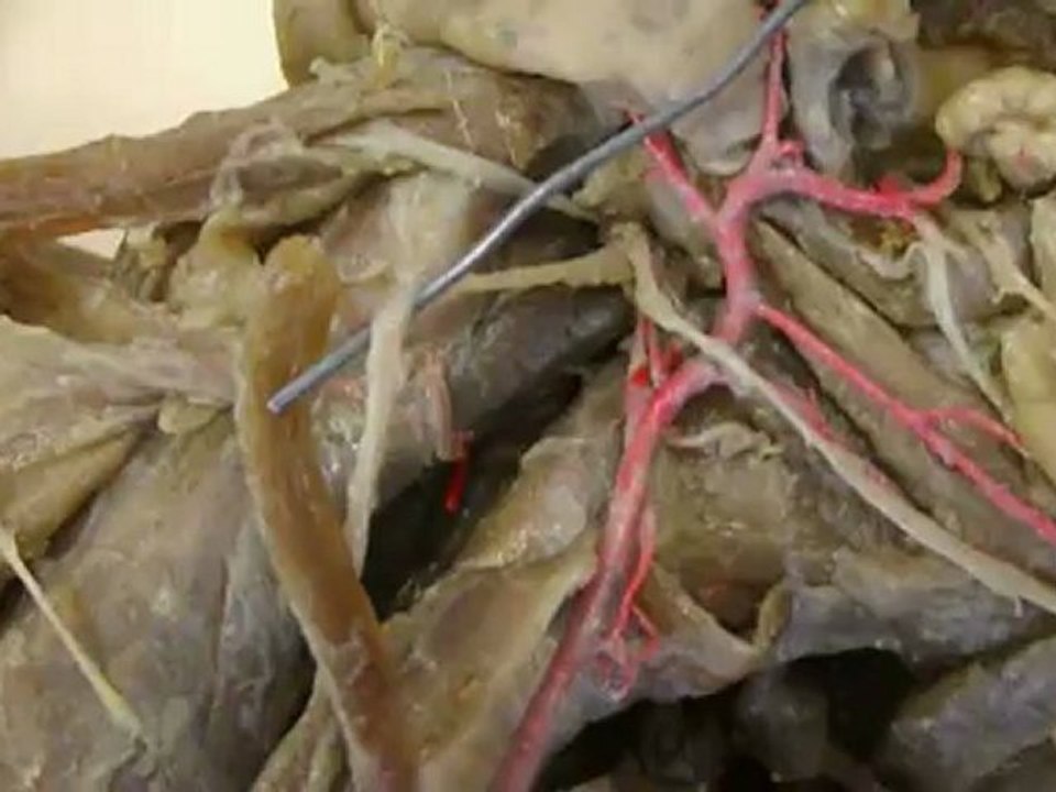 Anato I  Nervios  parte 2