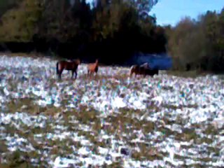 troupeau "hiver" 2012