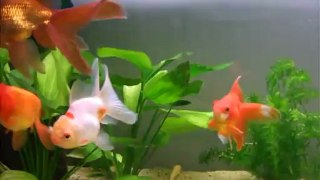 poissons rouge (oranda, ryukin, tete de lion)