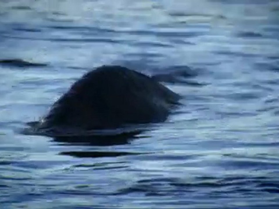Le Mystère Du Loch Ness