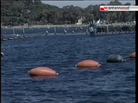 TG 29.10.12 Ilva, restano ai domiciliari i Riva e l'ex direttore Capogrosso