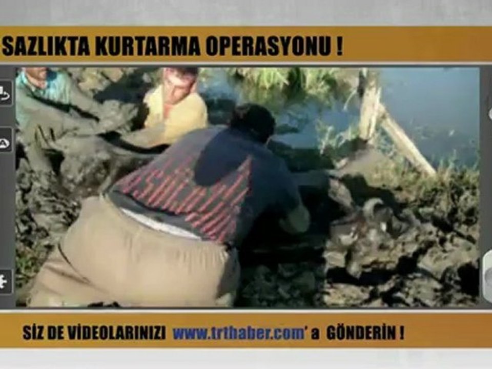 İnek Kurtarma