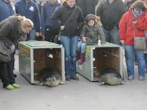 Relâcher de deux phoques veaux-marins sur la plage de Sangatte