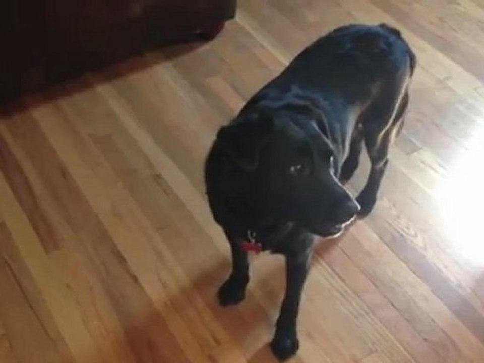 Kendini Horoz Sanan köpek