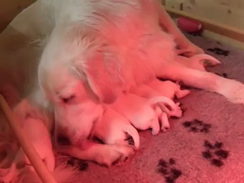 bébés golden retriever à 1 semaine