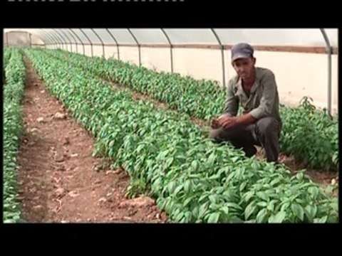 محطات فلسطينية النباتات الطبية