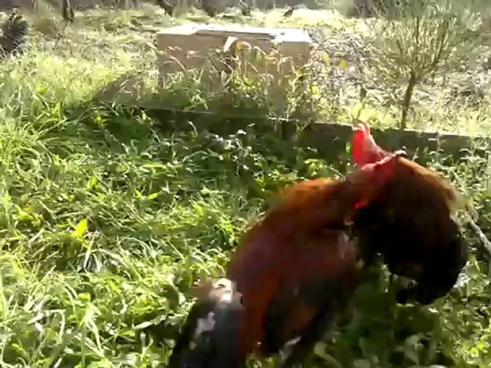 test avant écrètage rouge BK269 21/01/12