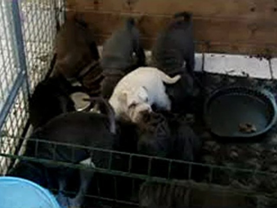 Tous à la gamelle!!!!!