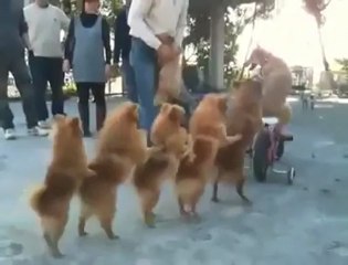 Köpeklerin Takım Ruhu