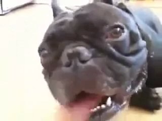 Köpeğin Nefes Alma Sorunu Olsa Gerek