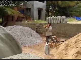 Zehirli Hemotoksin kimyasalı içeren testere pullu engerek yılanı