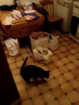 Кот отдает воинскую честь по команде Салют