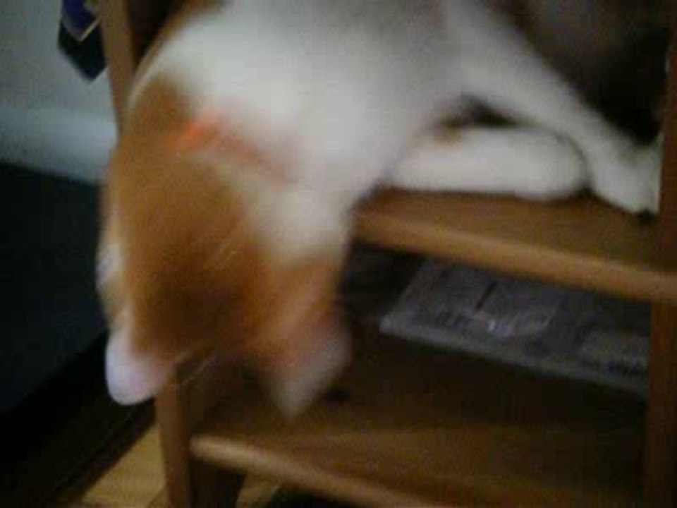 Cubbie Tigger