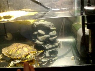 Spazzed out Turtle :)