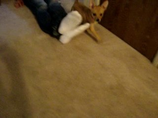 Bella's first day at her new home! *Nov 7th 2011*