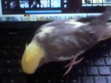 Chirpy Exploring The PC