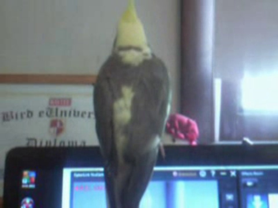 Chirpy On The PC