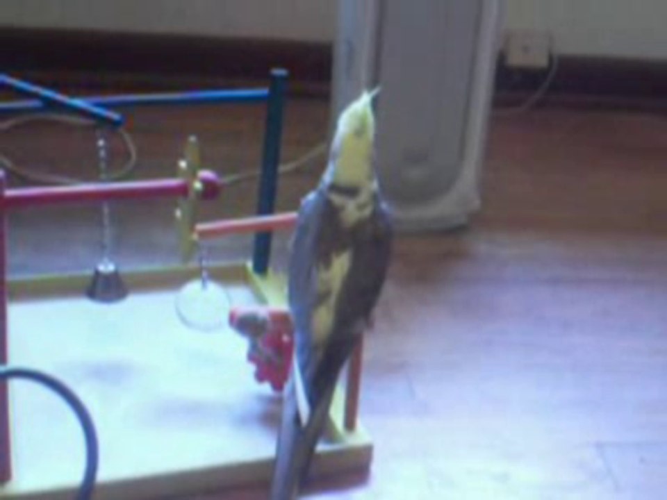 Chirpy Explorin The Floor