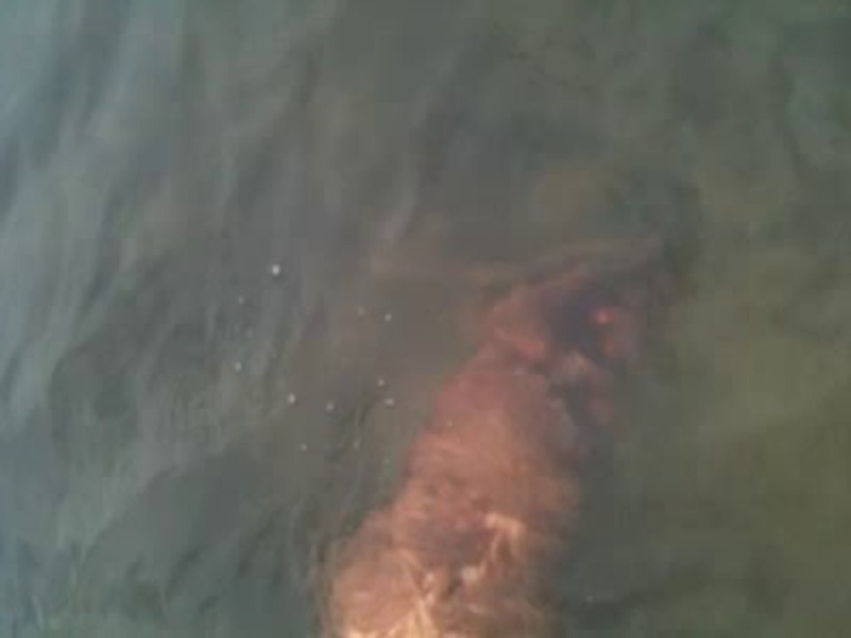 olive swims