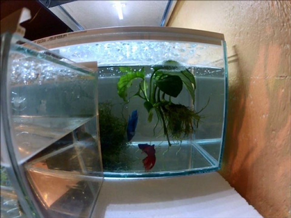 extrait repro Betta Splendens