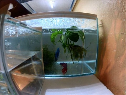 extrait repro Betta Splendens