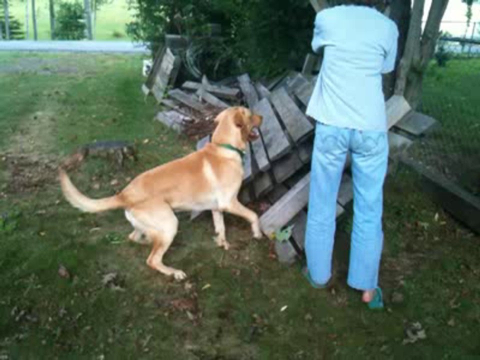 Brutus wanted the board