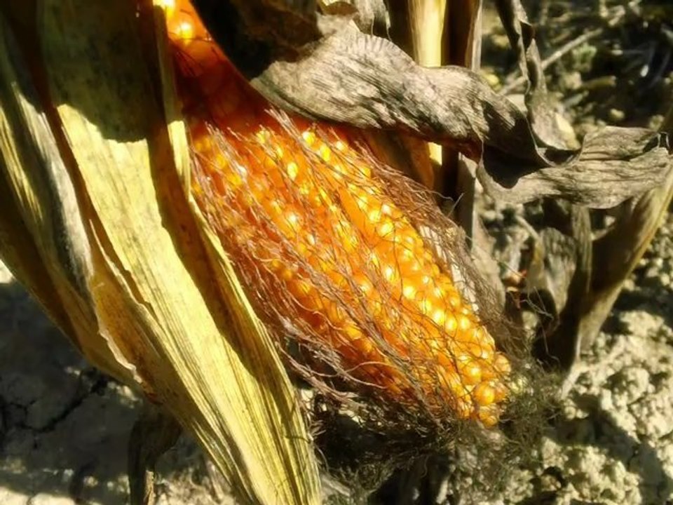 Campagne (2)